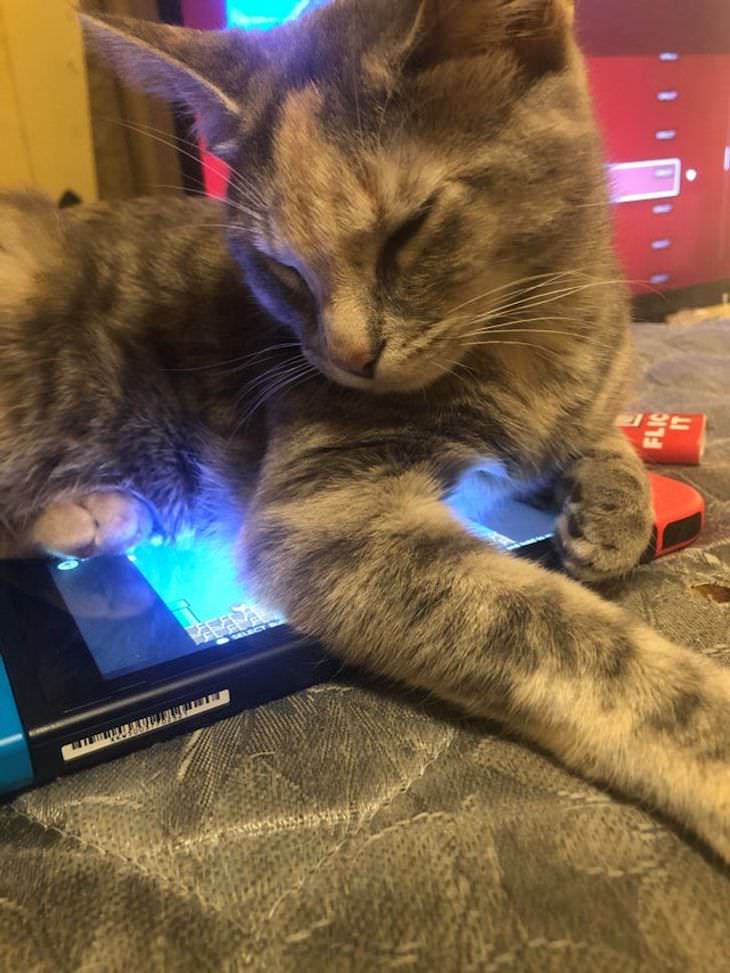 Adorable, Funny and Sassy - 15 Classic Cat Moments sitting on phone