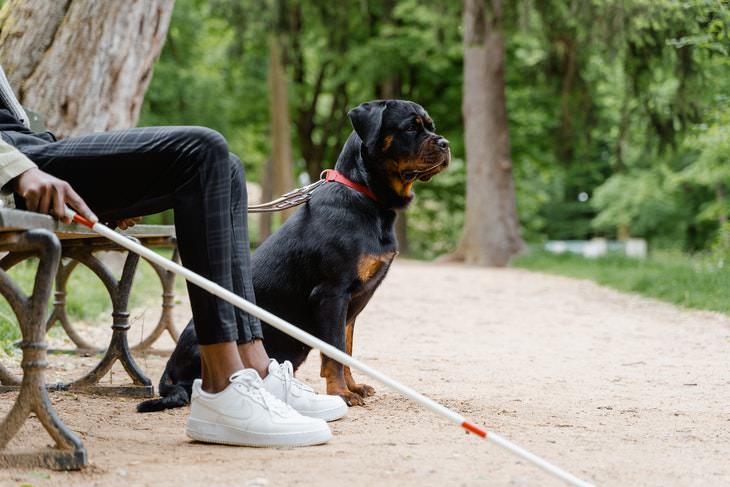  3. Si ves un perro de servicio sin dueño, acércate e a él y síguelo a donde lo lleve. Esto podría salvarle la vida a alguien.