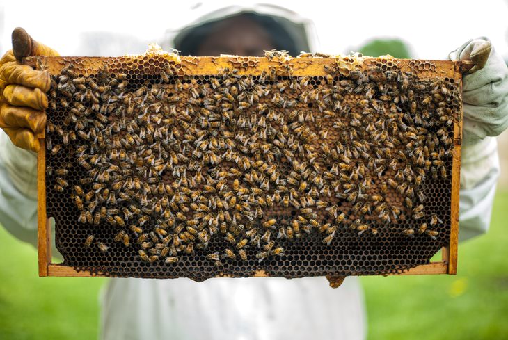 Life Saving Tips beehive