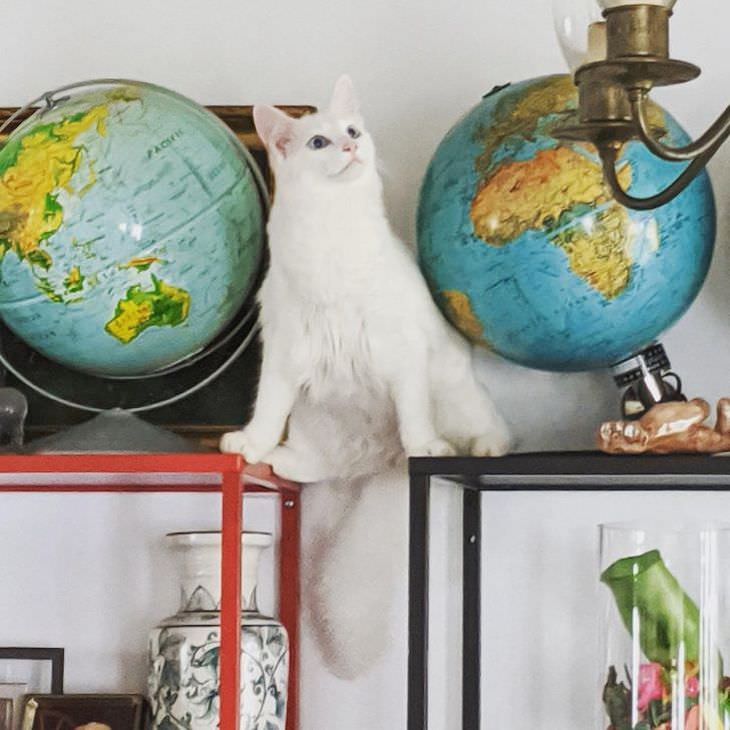 Adorable, Funny and Sassy - 15 Classic Cat Moments two globes