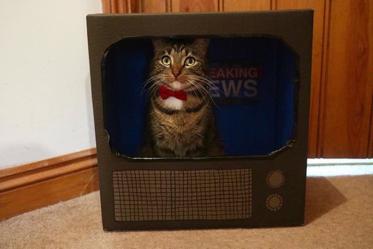 Adorable, Funny and Sassy - 15 Classic Cat Moments news anchor