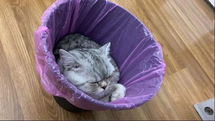 Adorable, Funny and Sassy - 15 Classic Cat Moments sleeping in trash can