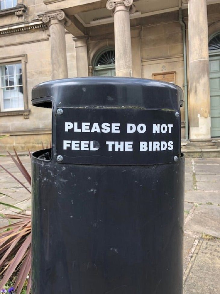Funny Vandalism, birds
