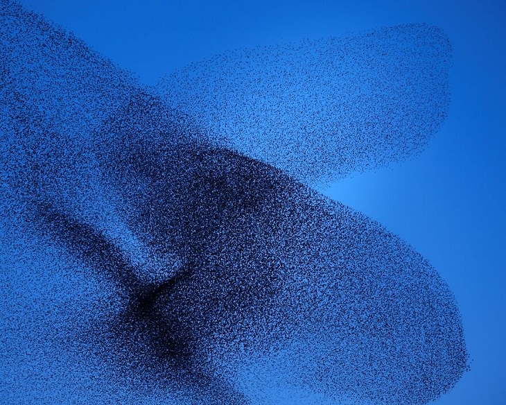 Prix De La Photographie Paris 2020 Awards,Starling murmurations