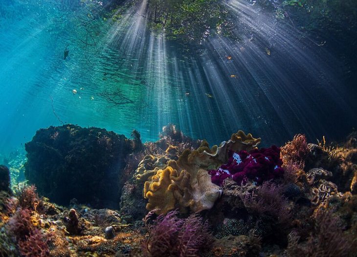 Prix De La Photographie Paris 2020 Awards, coral reefs
