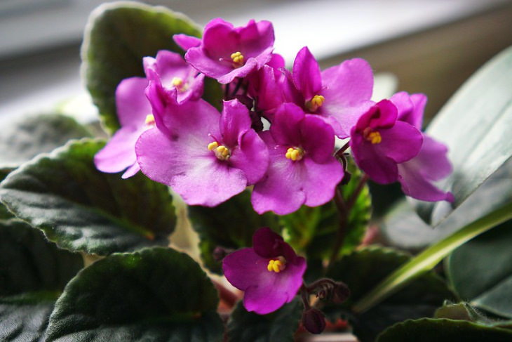 Non-Toxic Plants African Violet