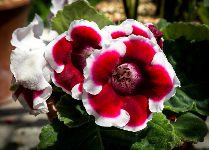 Non-Toxic Plants Gloxinia