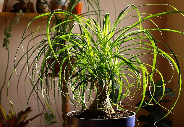 Non-Toxic Plants Ponytail Palm 