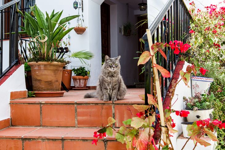 Non-Toxic Plants cat around plants