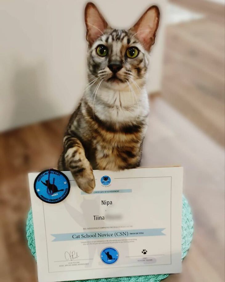 Nipa - The Talented Cat Who Knows Over 50 Tricks! cat school novice