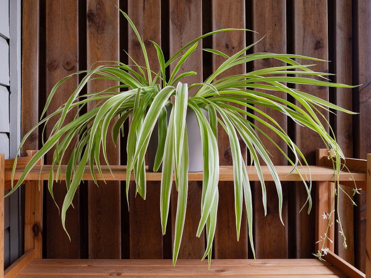 Non-Toxic Plants Spider Plant 