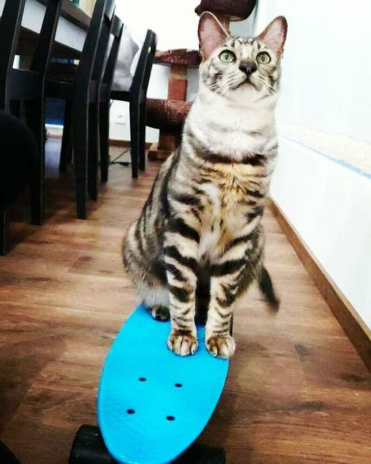 Nipa - The Talented Cat Who Knows Over 50 Tricks! skateboard