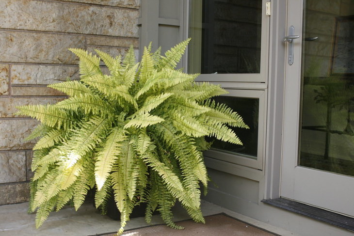 Non-Toxic Plants Boston Fern 