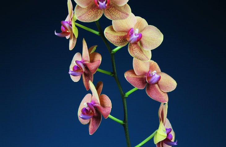 Non-Toxic Plants Orchid