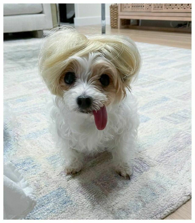Dogs in Wigs Lockdown hair, dog edition