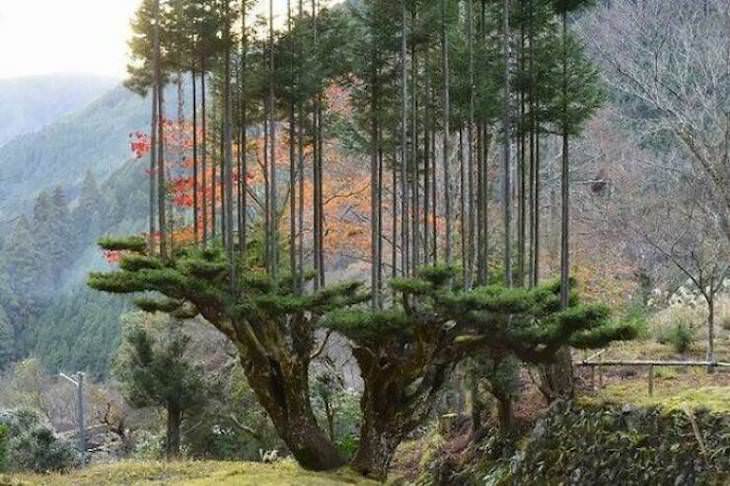 Fascinating Facts and Images of Japan daisugi pruning method