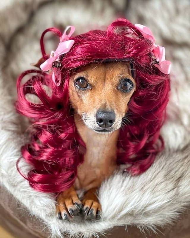 Dogs in Wigs cutie