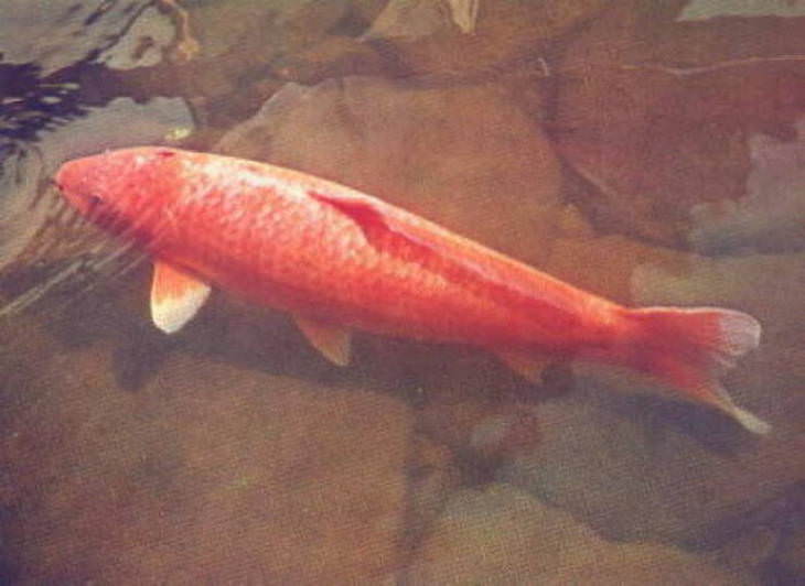 Fascinating Facts and Images of Japan oldest koi