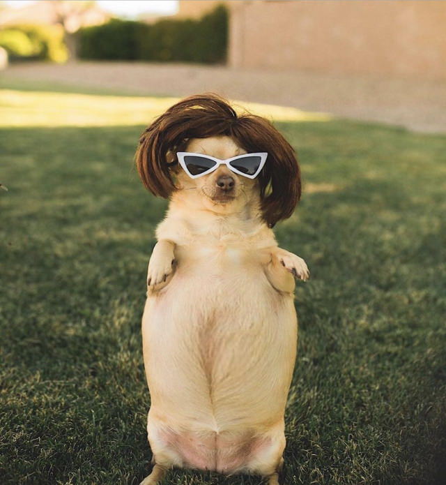 15 Funny Dogs Wearing Wigs