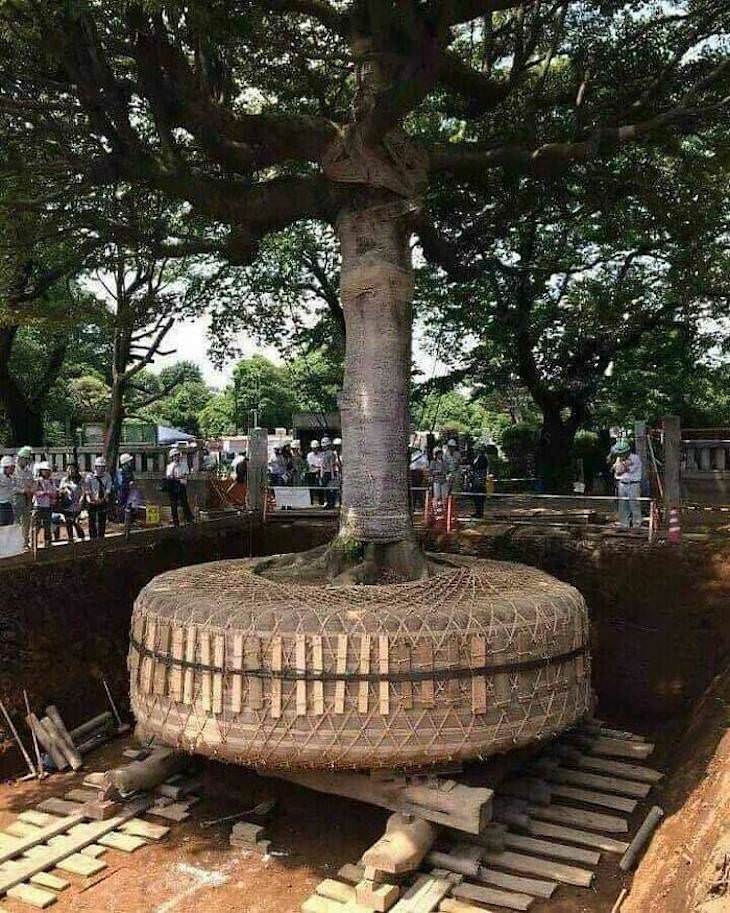 Fascinating Facts and Images of Japan tree