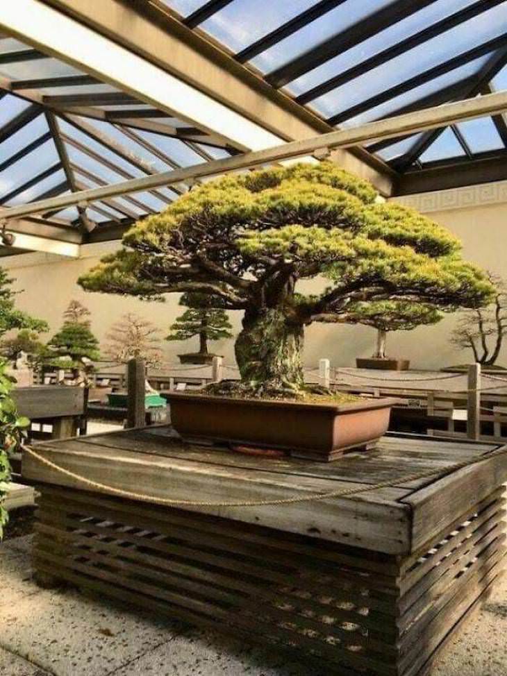Fascinating Facts and Images of Japan ancient bonsai tree