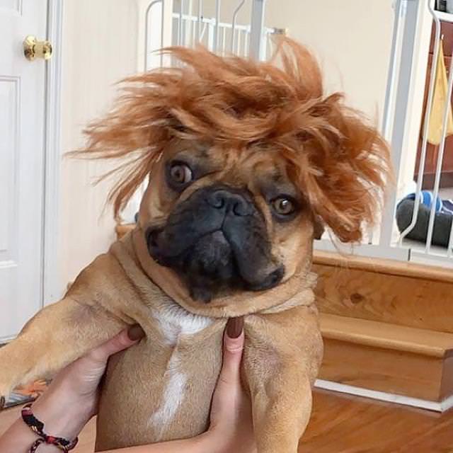 Dogs in Wigs disheveled