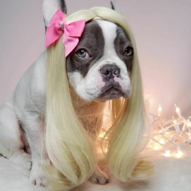 Dogs in Wigs princess