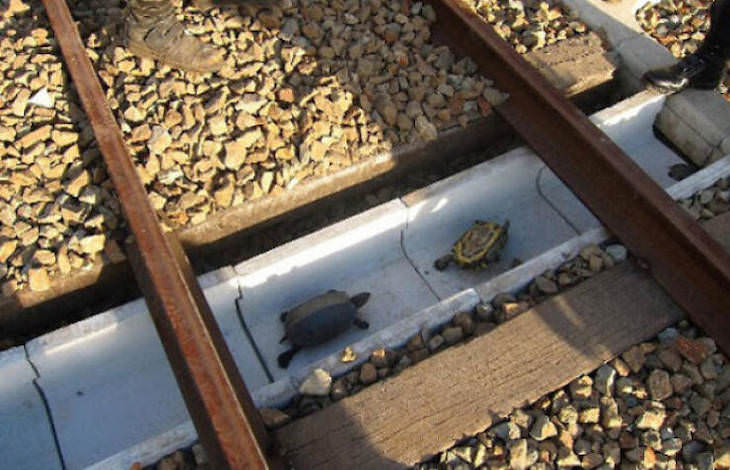 Fascinating Facts and Images of Japan train tracks with turtle pathways