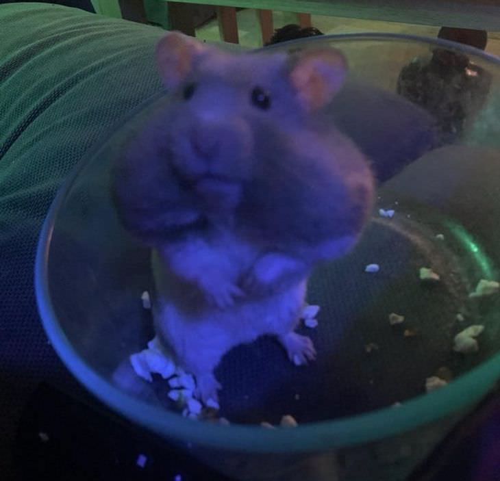 Pets Acting Over Dramatic hamster eats popcorn