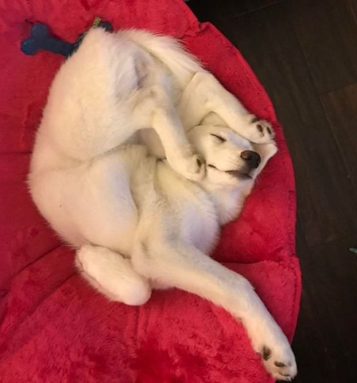 Pets Acting Over Dramatic sleeping dog
