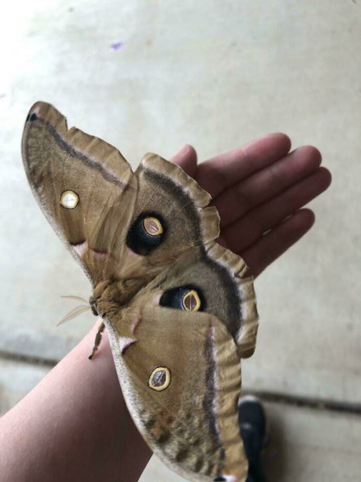 16 Small Treasures People Found by Chance cyclops moth