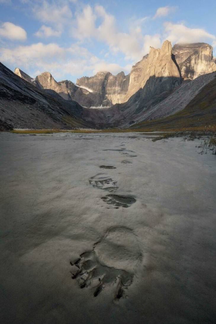 16 Small Treasures People Found by Chance bear footprints