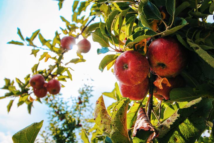 Things That Attract Wasps apple tree