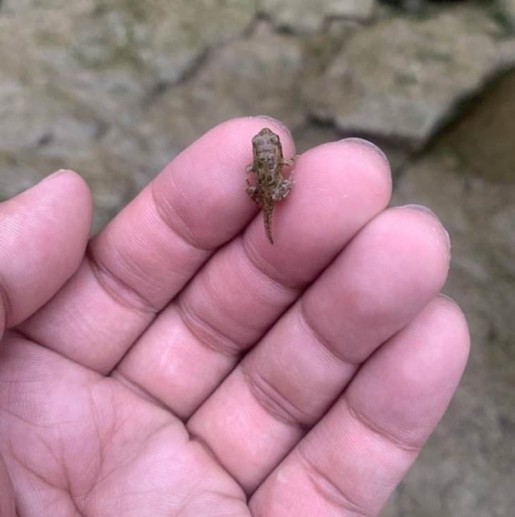 16 Small Treasures People Found by Chance baby frog