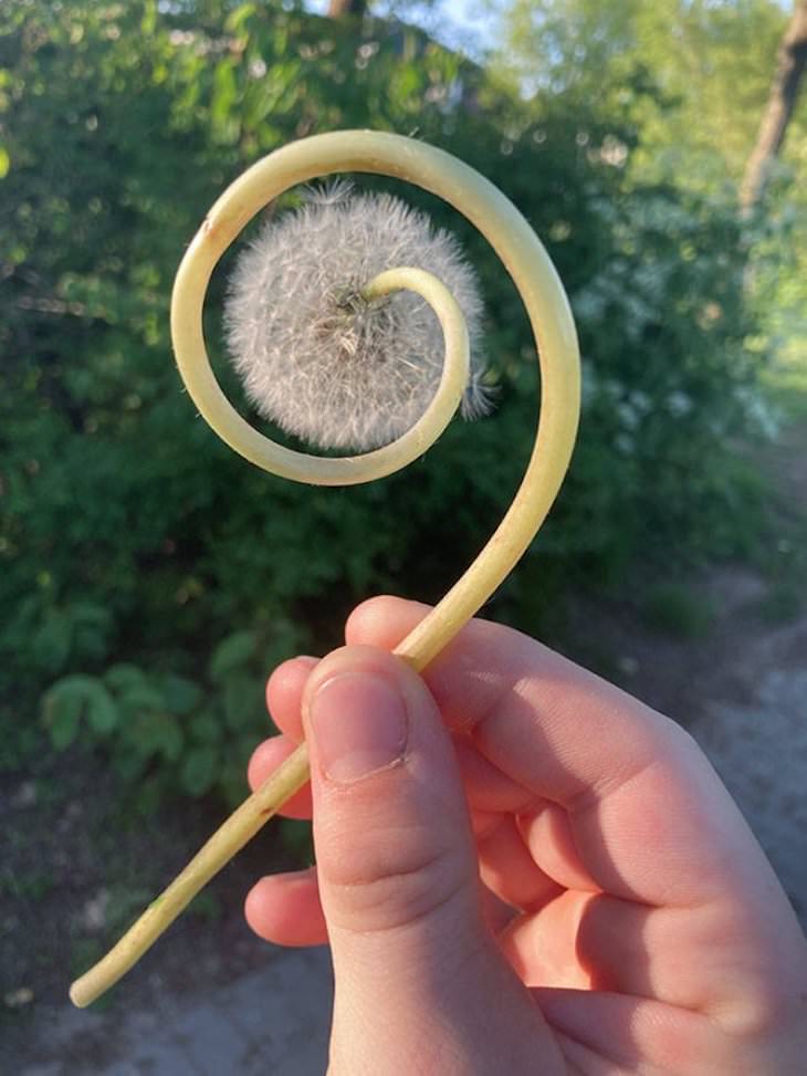 16 Small Treasures People Found by Chance swirly dandelion