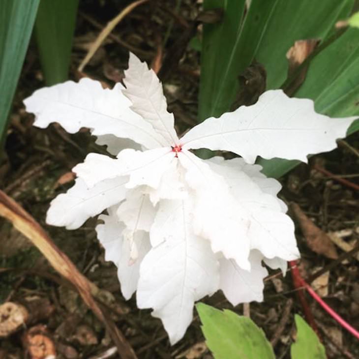 16 Small Treasures People Found by Chance albino oak