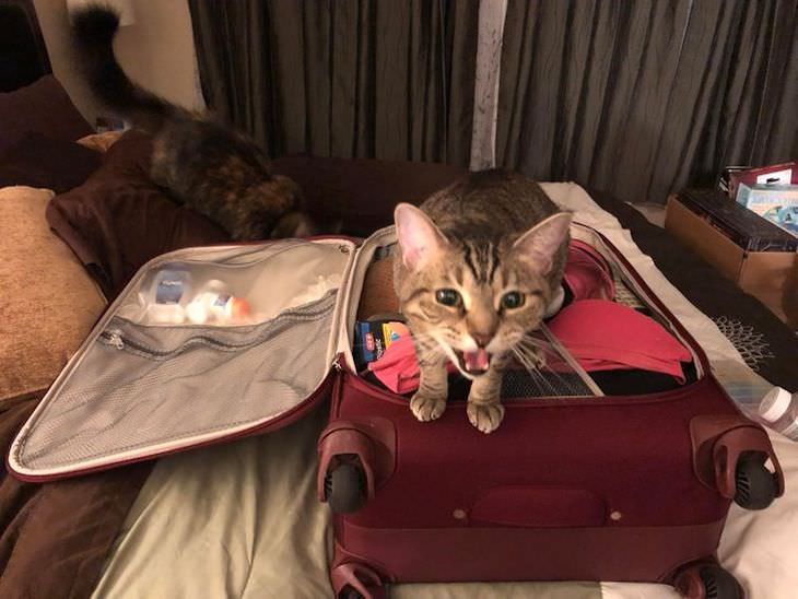 Pets Acting Over Dramatic cat and suitcase