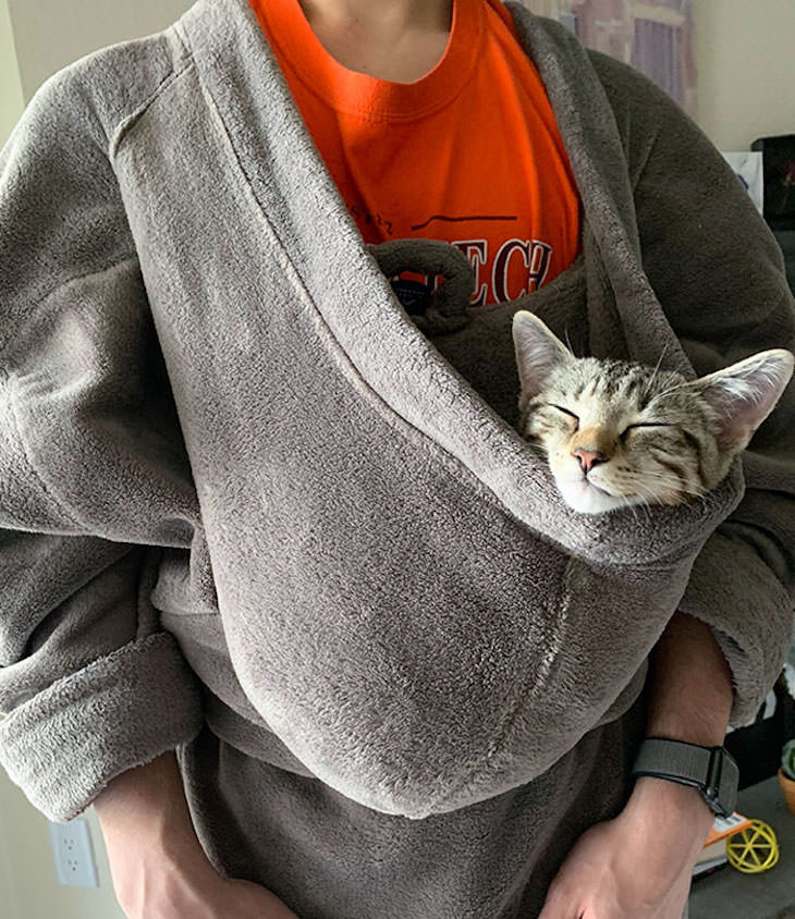 Spoiled Cats Who Live a Life of Luxury hammock