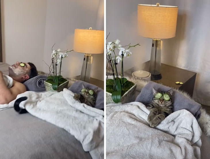 Spoiled Cats Who Live a Life of Luxury spa day