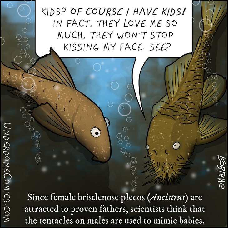 Funny Comics: Animal Dads, Pleco Fish