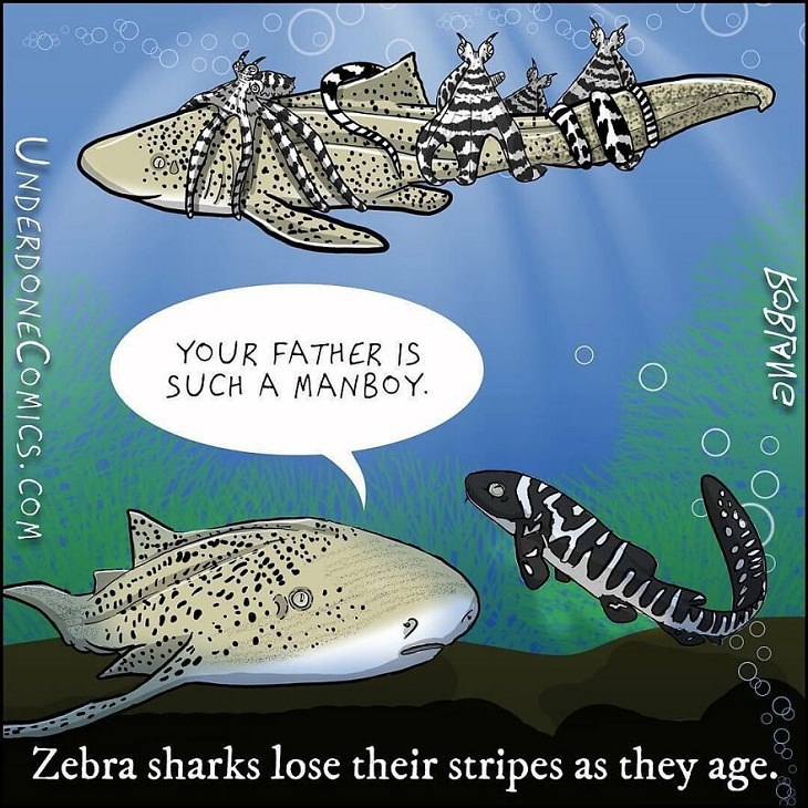 Funny Comics: Animal Dads, Zebra Shark