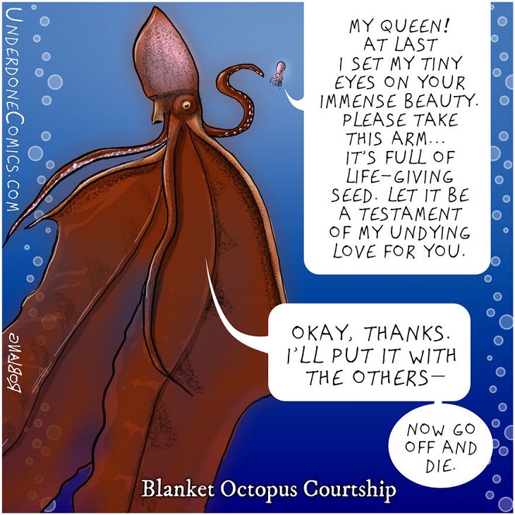 Funny Comics: Animal Dads, Blanket Octopuses 