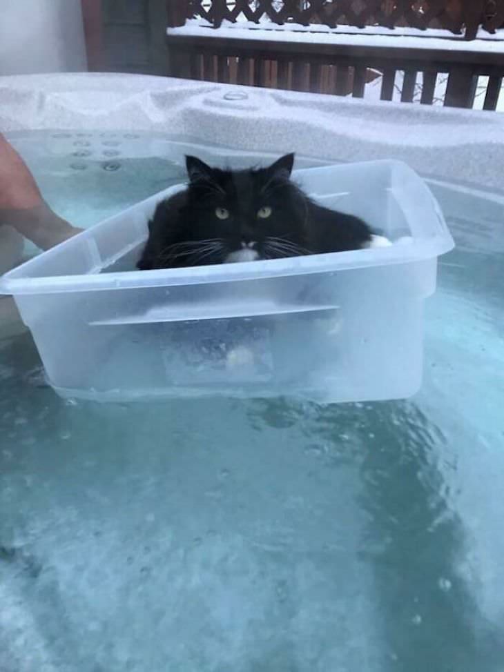 Spoiled Cats Who Live a Life of Luxury floating in a boat