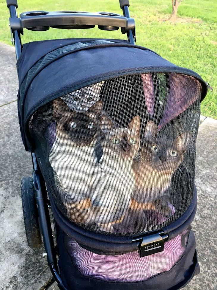 Spoiled Cats Who Live a Life of Luxury cats in buggy
