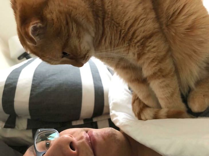 Spoiled Cats Who Live a Life of Luxury alarm clock cat