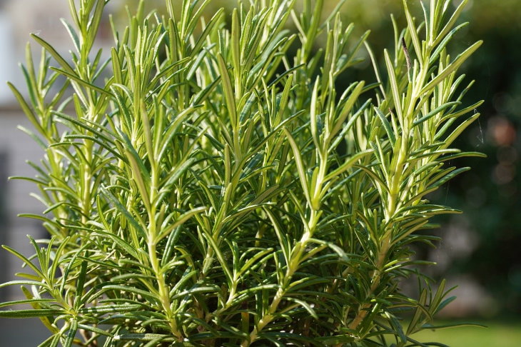 Homemade Shampoos rosemary