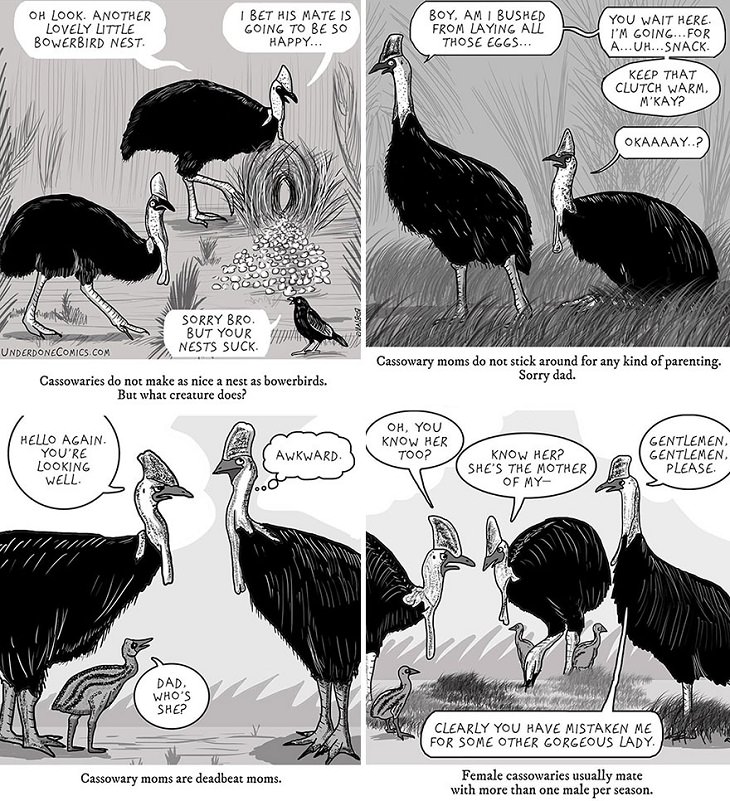 Funny Comics: Animal Dads, Cassowary