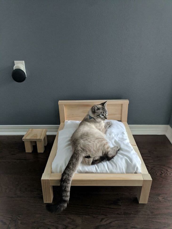 Spoiled Cats Who Live a Life of Luxury bed frame