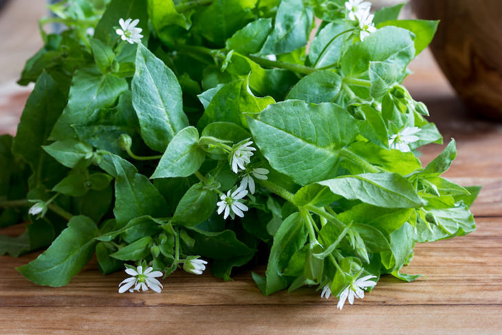 Cooling herbs chickweed