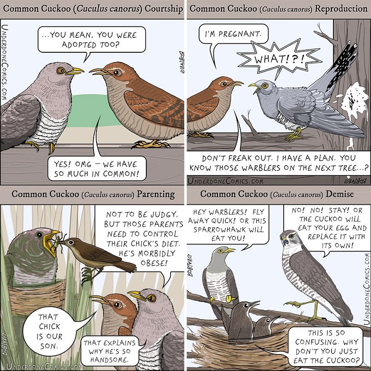 Funny Comics: Animal Dads, Common Cucko Birds